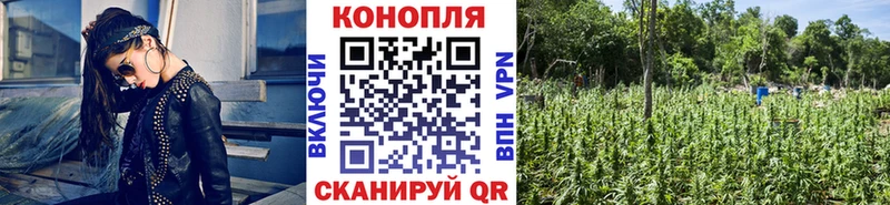 блэк спрут зеркало  Старый Оскол  Конопля ГИДРОПОН  где найти  